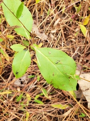 Diospyros virginiana