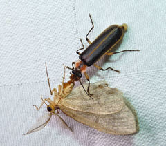 Podabrus basillaris