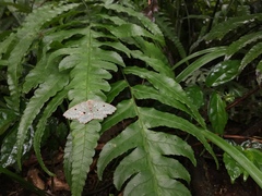 Chlorodontopera taiwana