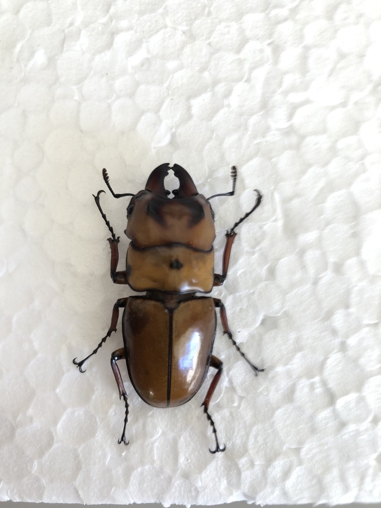 Prosopocoilus occipitalis from Davao Oriental State College of Science