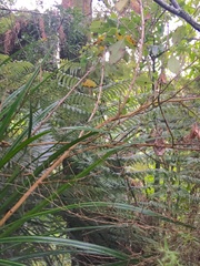 Freycinetia banksii
