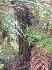 Freycinetia banksii