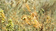 Cuscuta californica