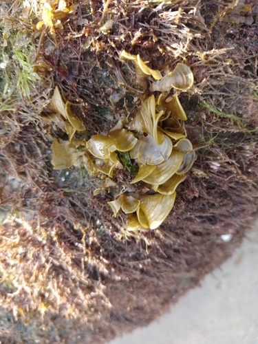 Padina gymnospora observed 2023-05-06