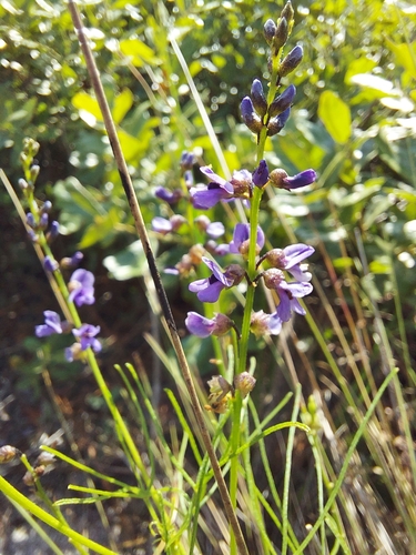 Image of Orbexilum lupinellus by (c) Athena Philips, some rights reserved (CC BY)