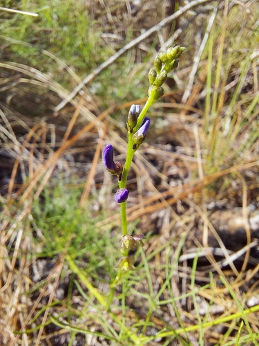 Image of Orbexilum lupinellus by (c) Athena Philips, some rights reserved (CC BY)