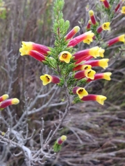 Erica macowanii