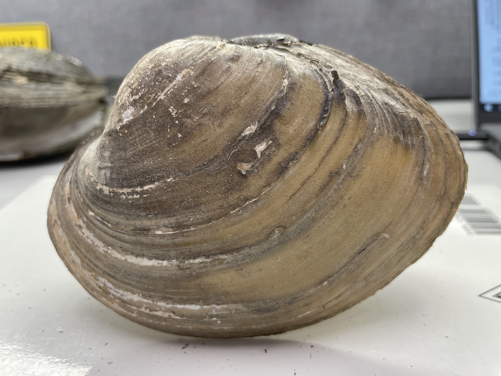 Plain Pocketbook in July 2017 by Caleb Knerr. Collected on Meramec