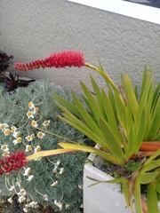 Xeronema callistemon