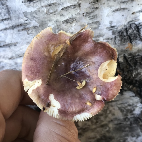 Russula versicolor image