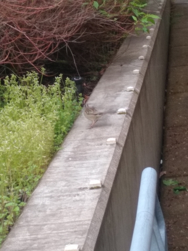 White-crowned Sparrow photographed in Oregon
