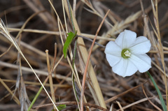 Convolvulus waitaha