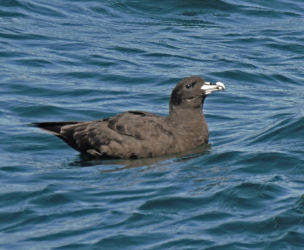 White-chinned petrel sitting on a rippled blue-green sea