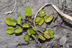 Convolvulus waitaha