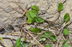 Convolvulus waitaha