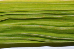 Crocosmia paniculata