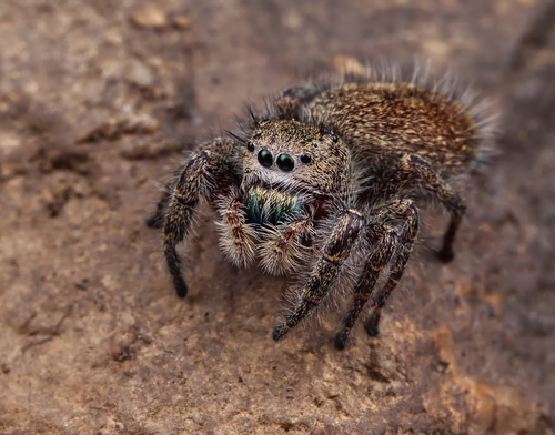 Photo of Grayish Jumping Spider (Phidippus princeps)