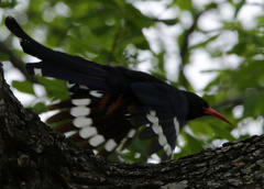 Phoeniculus purpureus marwitzi