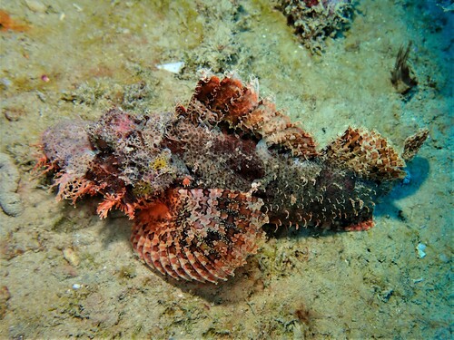 Yellowmargin scorpionfish