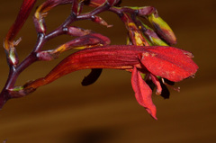 Crocosmia paniculata