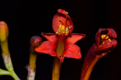Crocosmia paniculata