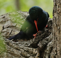 Phoeniculus purpureus marwitzi