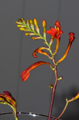 Crocosmia paniculata