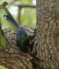 Phoeniculus purpureus marwitzi