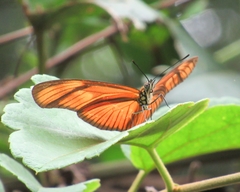Heliconiini