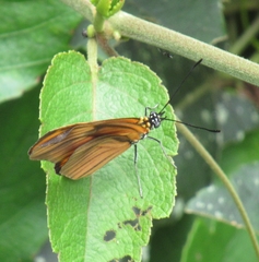 Heliconiini