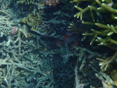 Myripristis violacea