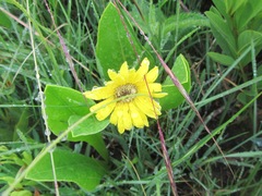 Gerbera aurantiaca