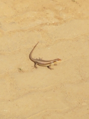 Trachylepis wahlbergii