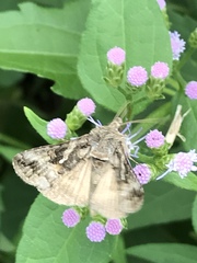 Plusiini