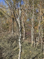 Fraxinus pennsylvanica