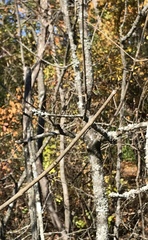 Fraxinus pennsylvanica