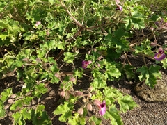 Proboscidea fragrans