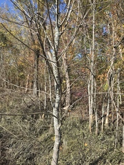 Fraxinus pennsylvanica