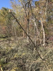 Fraxinus pennsylvanica