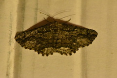 Menophra japygiaria