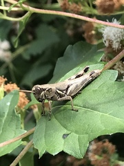 Melanoplus plebejus