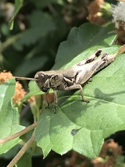 Melanoplus plebejus