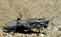 Dracotettix monstrosus
