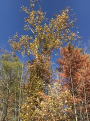 Platanus occidentalis