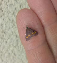 Pyrausta pseuderosnealis