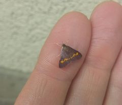 Pyrausta pseuderosnealis