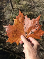 Platanus occidentalis