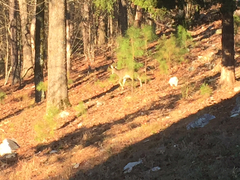 Odocoileus virginianus virginianus