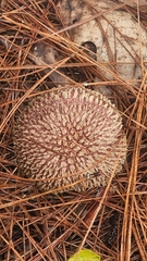 Boletellus ananas image