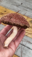 Boletellus ananas image